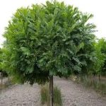 Jual Pohon Kiara Payung