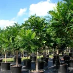Jual Pohon Kiara Payung
