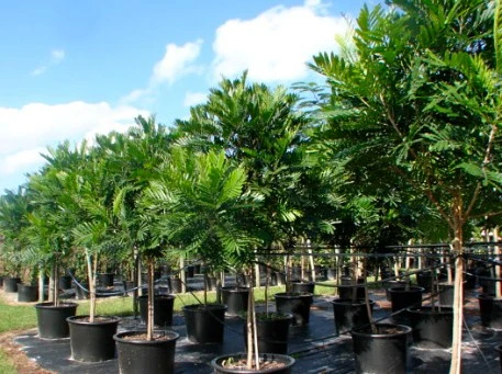 Jual Pohon Glodokan Tiang Tinggi 4 Meter