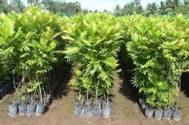 Jual Pohon Glodokan Tiang Tinggi 4 Meter