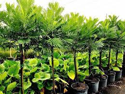 Jual Pohon Glodokan Tiang Tinggi 4 Meter