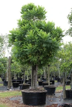 Jual Pohon Glodokan Tiang Tinggi 4 Meter