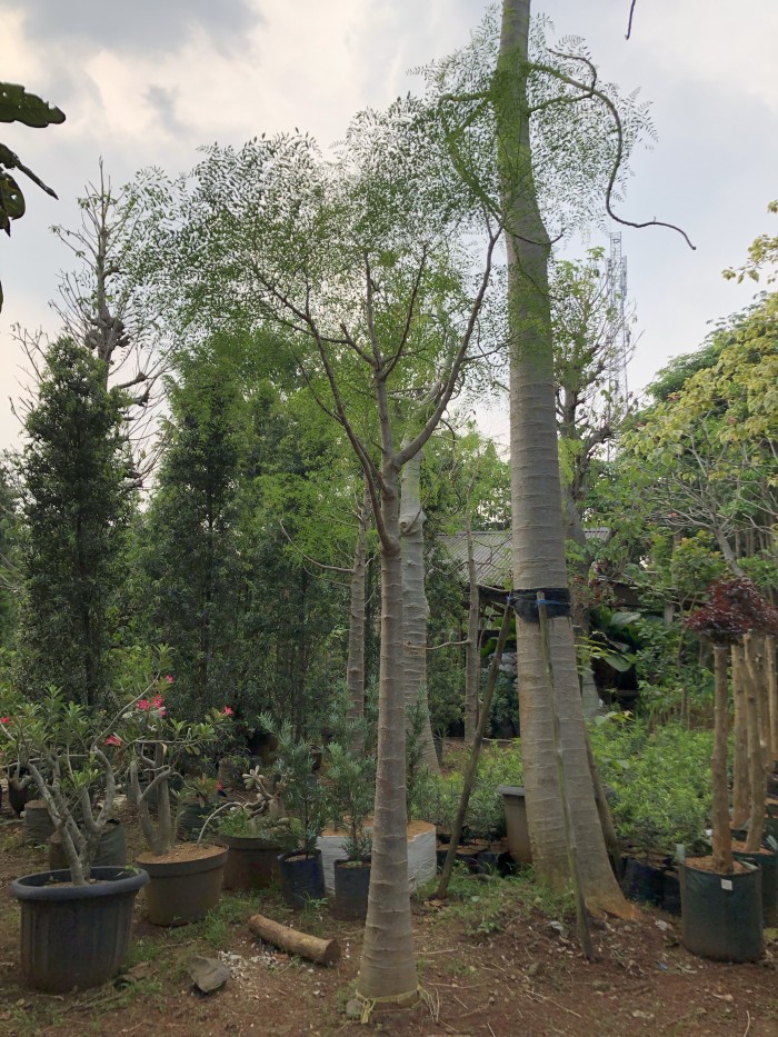 Jual Pohon Moringa Afrika Tinggi 2 Meter