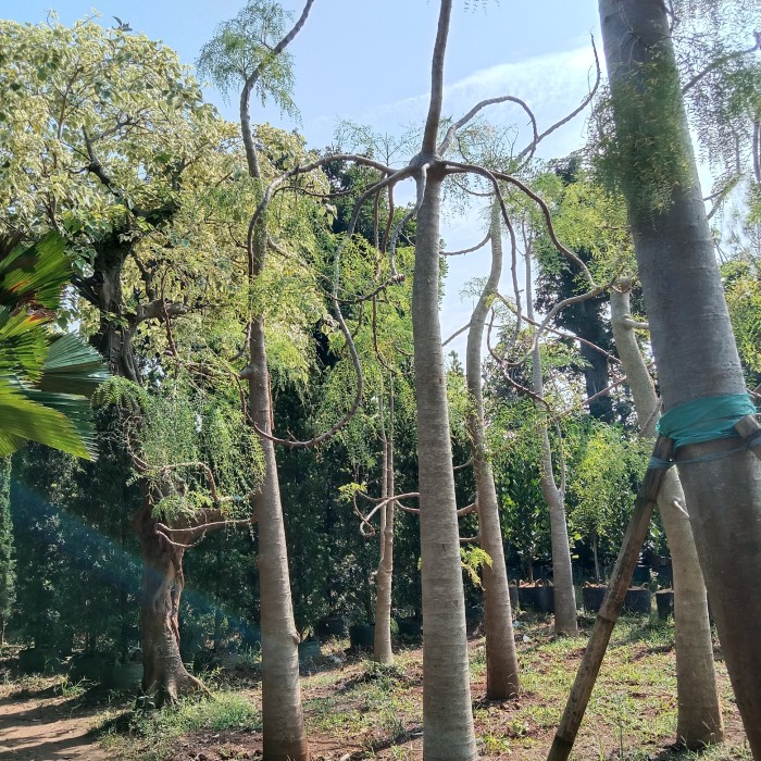 Jual Pohon Moringa Afrika Tinggi 2 Meter