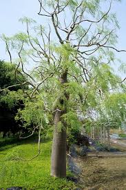Jual Pohon Moringa Afrika Tinggi 2 Meter