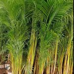 Jual Pohon Palem Kuning Tinggi 1 Meter (9)
