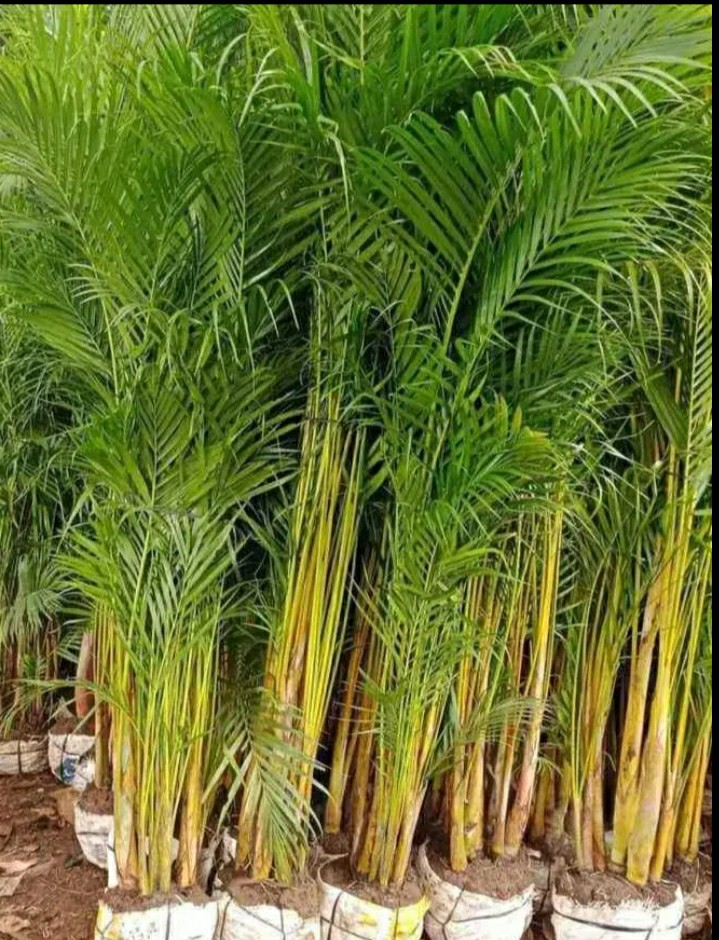 Jual Pohon Palem Kuning Tinggi 1 Meter (9)