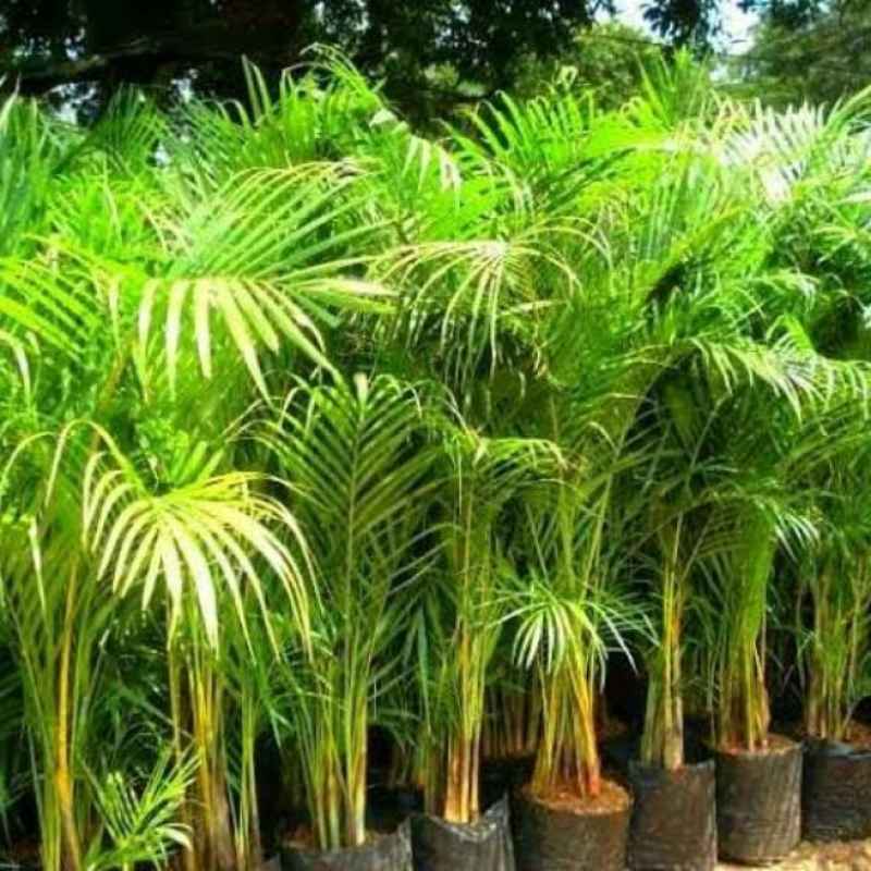 Jual Pohon Palem Kuning Tinggi 2 Meter