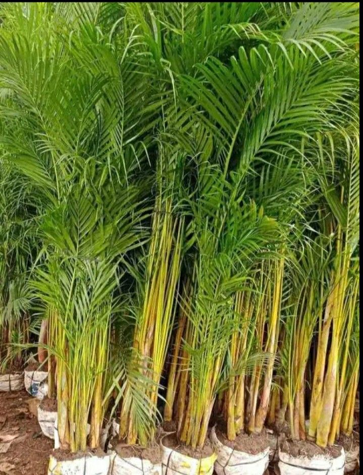 Jual Pohon Palem Kuning Tinggi 2 Meter