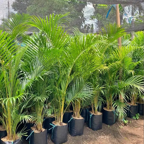 Jual Pohon Palem Kuning Tinggi 2 Meter