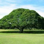 Jual Pohon Trembesi 5