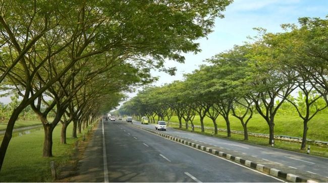 Jual Pohon Trembesi Tinggi 3 Meter