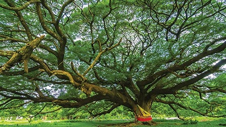 Jual Pohon Trembesi Tinggi 3 Meter