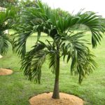 Jual Pohon palem Putri