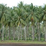 Juala Pohon Kelapa