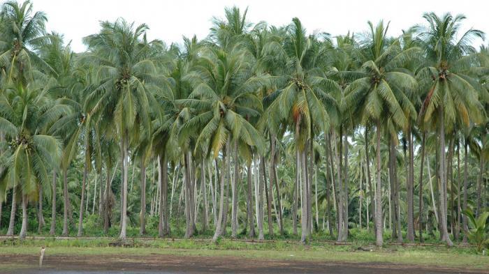 Juala Pohon Kelapa