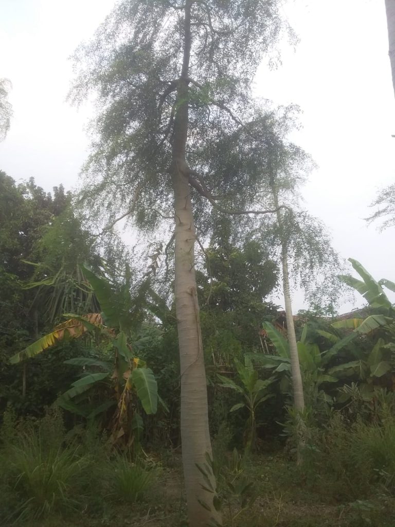 Jual Pohon Moringa Afrika Tinggi 2 Meter