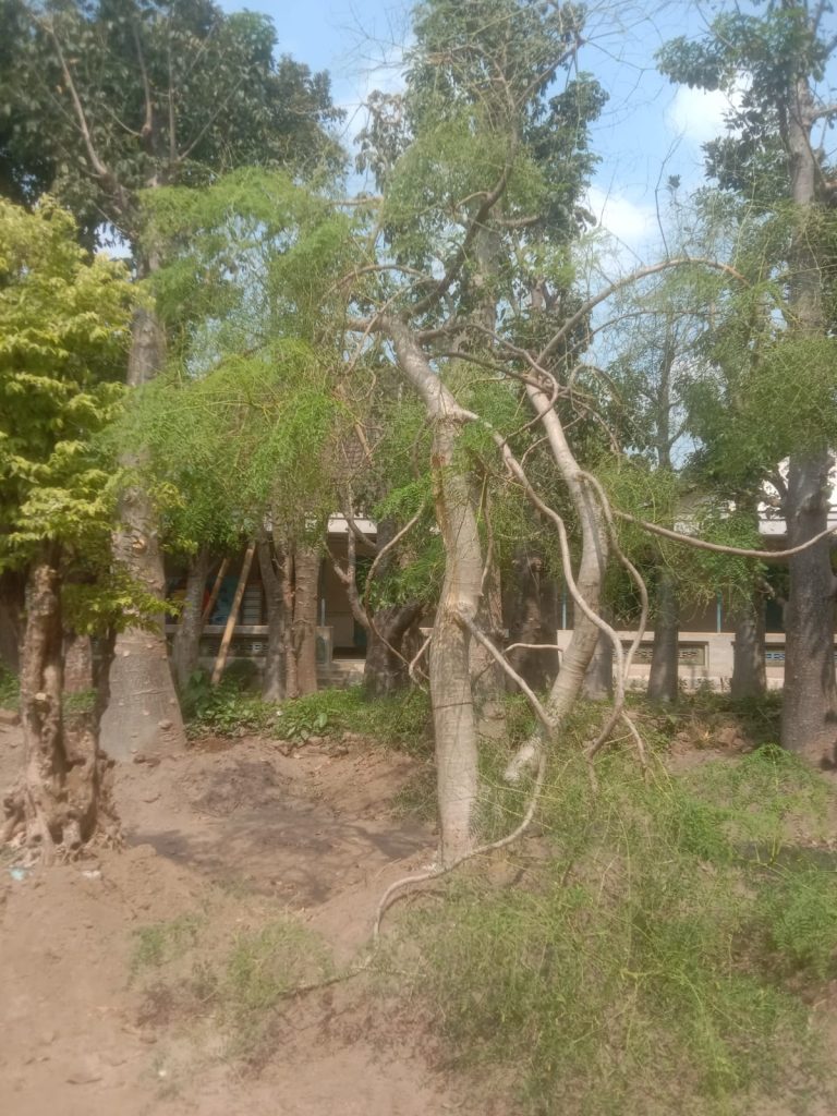 Jual Pohon Moringa Afrika Tinggi 2 Meter