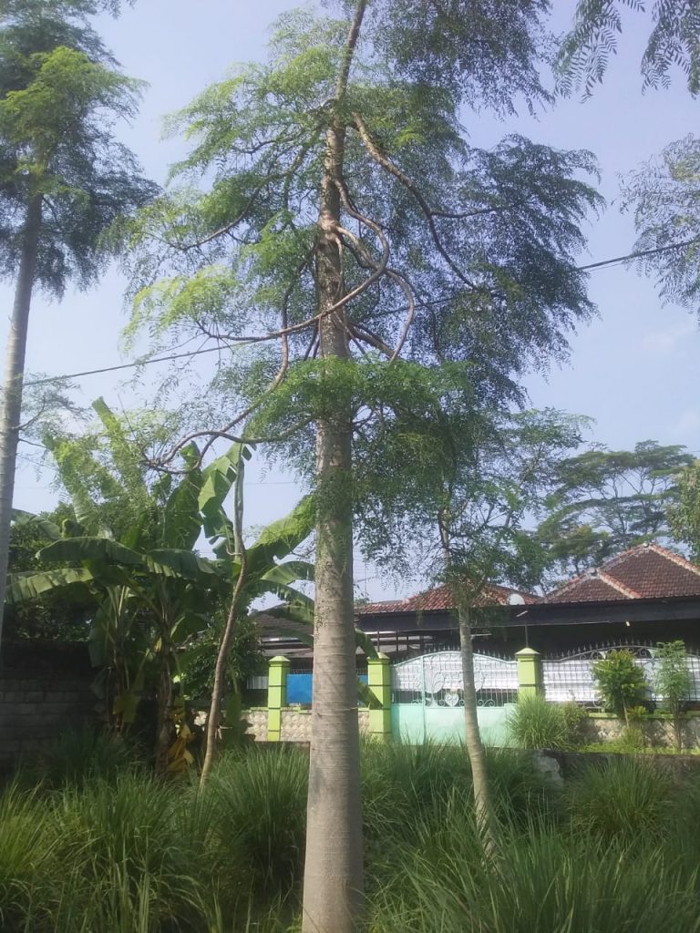 Jual Pohon Moringa Afrika Tinggi 2 Meter