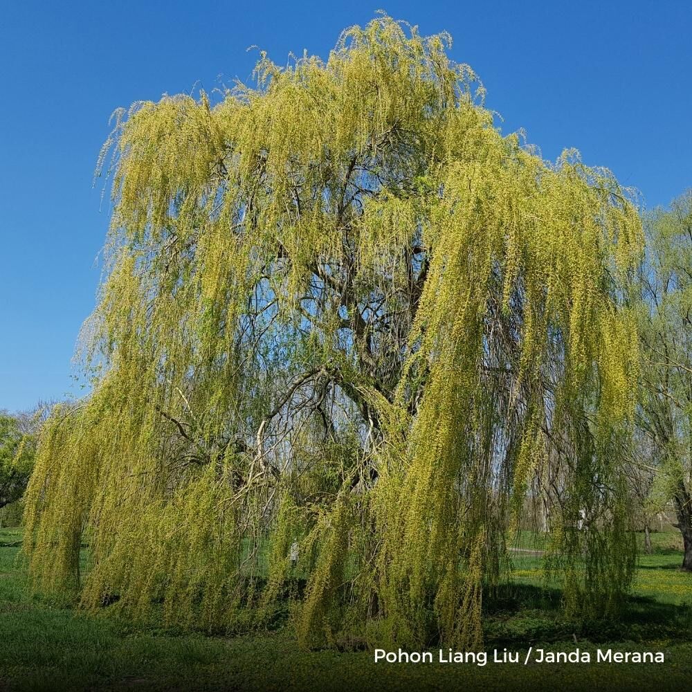 Jual Pohon Liang Liu Tinggi 3 Meter