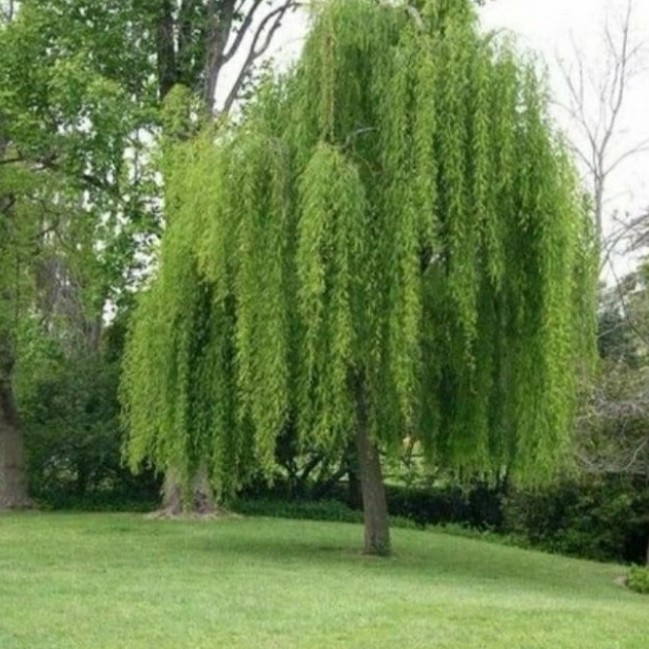 Jual Pohon Liang Liu Tinggi 3 Meter