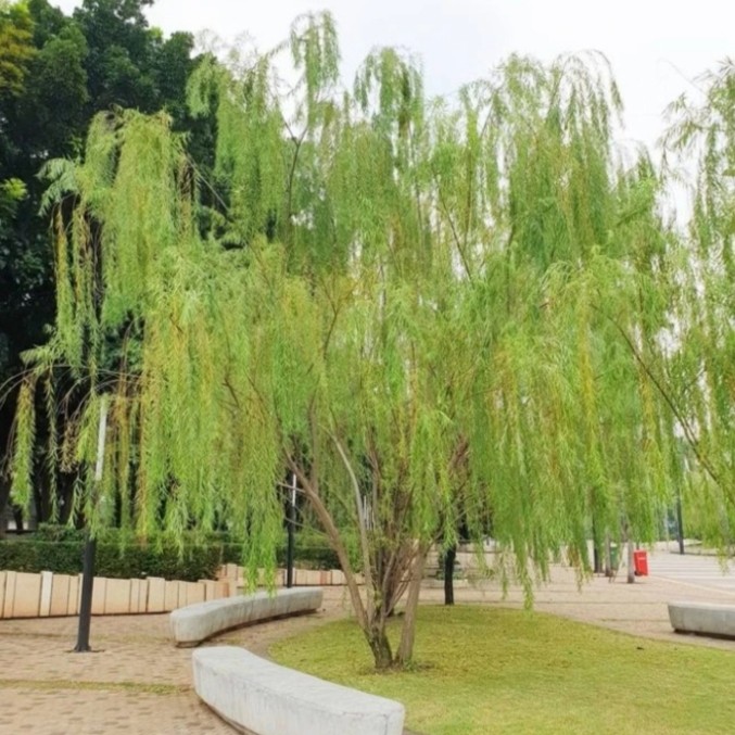 Jual Pohon Liang Liu Tinggi 3 Meter