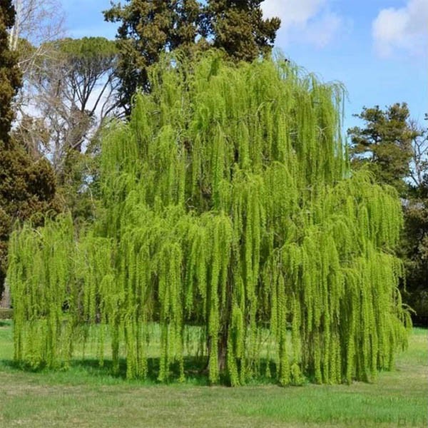 Jual Pohon Liang Liu Tinggi 3 Meter