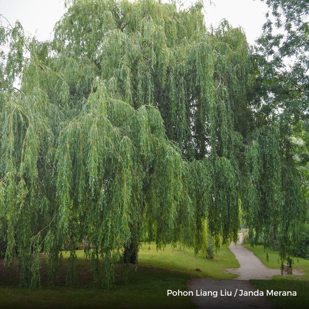 Jual Pohon Liang Liu Tinggi 3 Meter