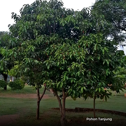 Jual Pohon Tanjung Tinggi 2 Meter