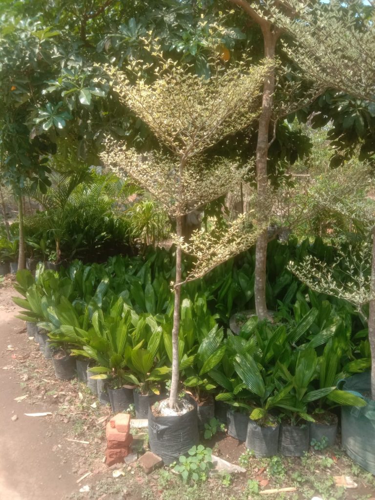 Jual Pohon Ketapang Kencana Tinggi 4 Meter