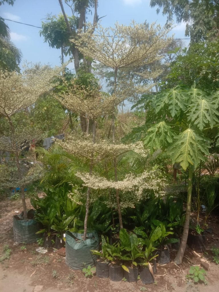 Jual Pohon Ketapang Kencana Tinggi 4 Meter