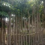 Pohon Pule