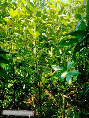 jual pohon akasia tinggi 1 meter