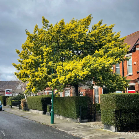 jual pohon akasia tinggi 3 meter