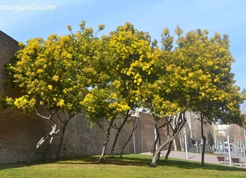 jual pohon akasia tinggi 4 meter