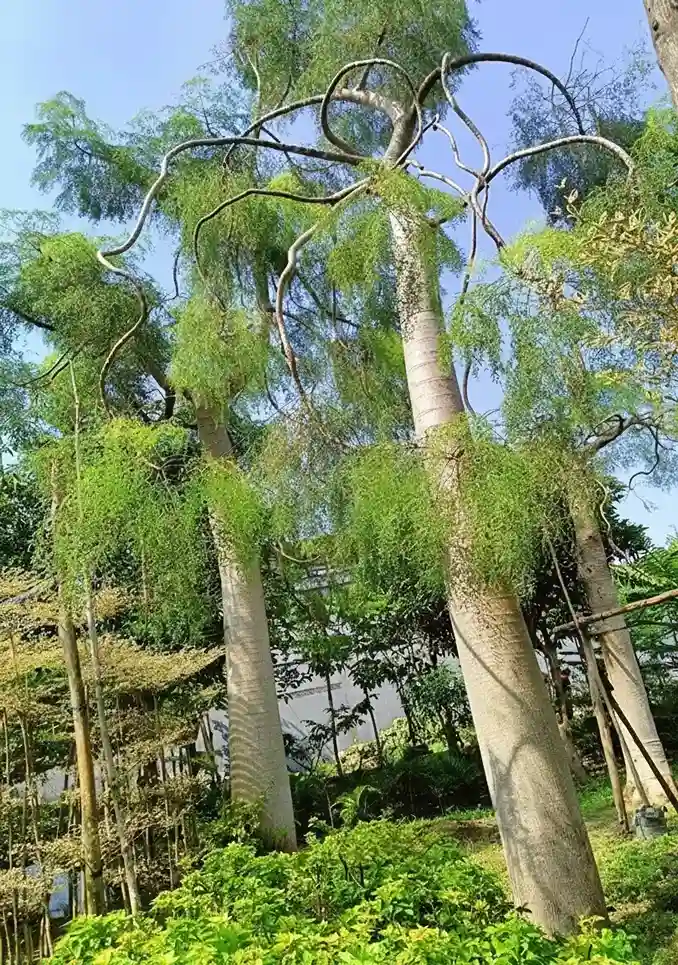 jual pohon besar moringa afrika tinggi 6 meter