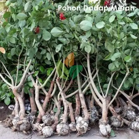 jual pohon dadap merah tinggi 1 meter