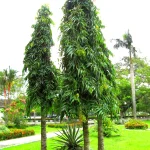 jual pohon glodokan tiang tinggi 3 meter