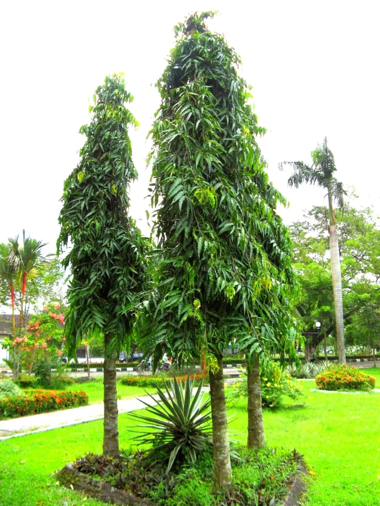 jual pohon glodokan tiang tinggi 3 meter