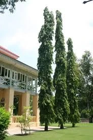 jual pohon glodokan tiang tinggi 5 meter
