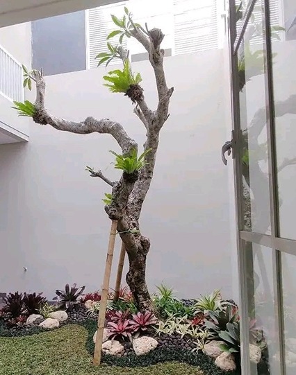 jual pohon kamboja fosil tinggi 2 meter