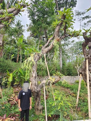 jual pohon kamboja fosil tinggi 3 meter