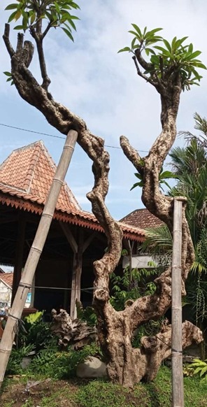 jual pohon kamboja fosil tinggi 4 meter