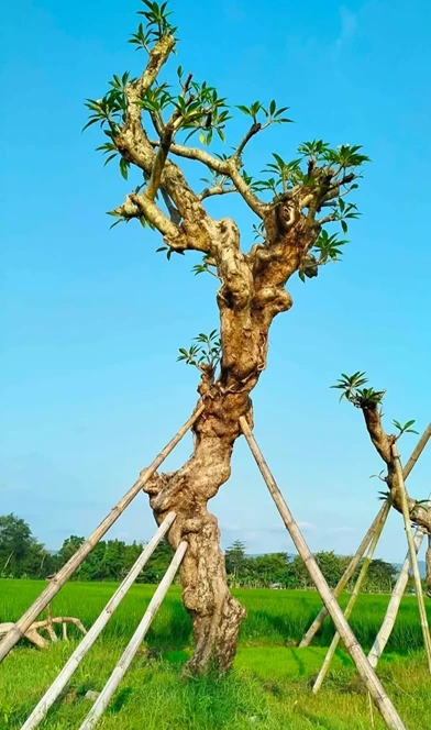 jual pohon kamboja fosil tinggi 5 meter