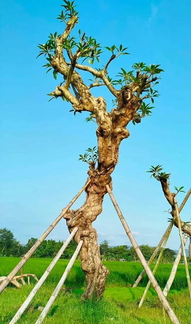 jual pohon kamboja fosil tinggi 5 meter