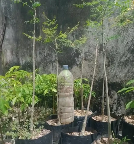 jual pohon moringa afrika tinggi 1 meter