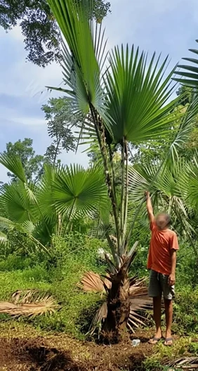 jual pohon palem bismarkia tinggi 3 meter