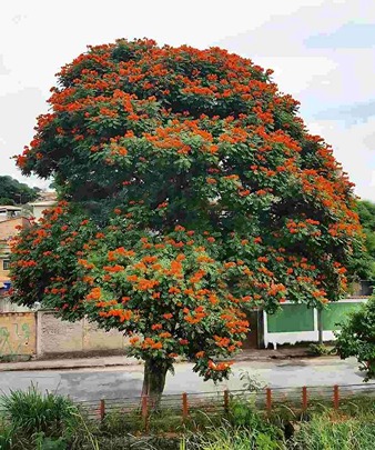 jual pohon spathodea tinggi 5 meter