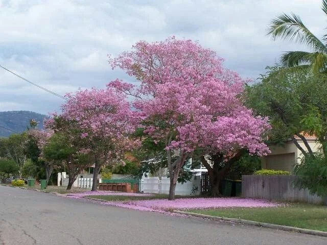 jual-pohon-tabebuya-rosea-tinggi-6-meter