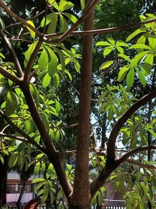 Jual Pohon Pule Tinggi 1 Meter